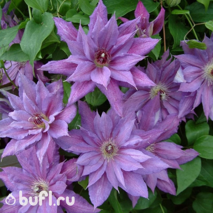 Клематис Kathleen Dunford