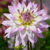 Георгин (Dahlia) Crazy Love Георгин (Dahlia) Crazy Love