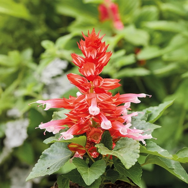 Сальвия Reddy Scarlet Bicolour (семена 10 шт.)