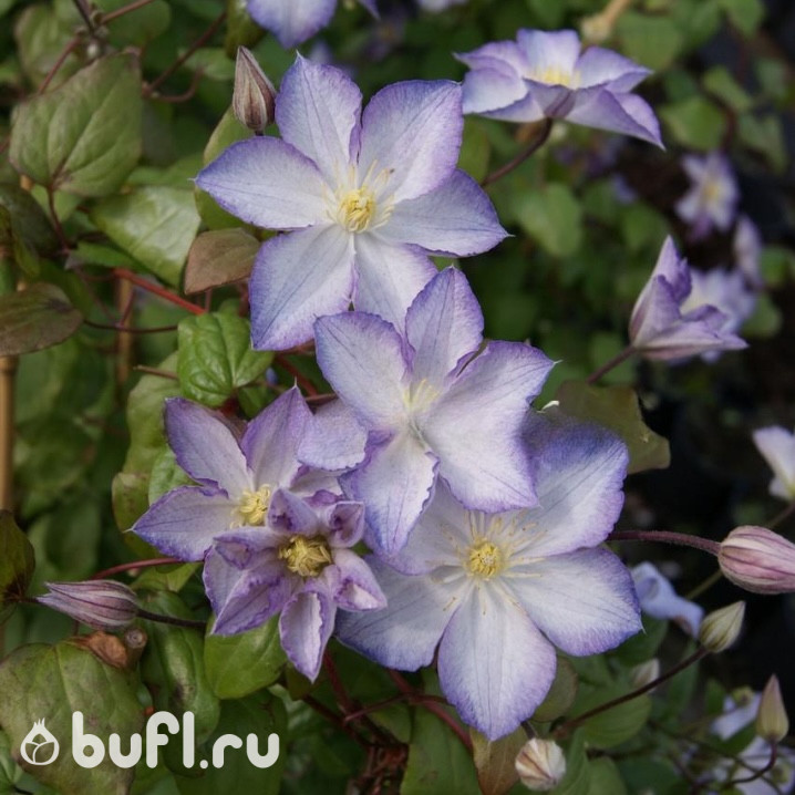 Клематис Lucky Charm