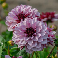 Георгин (Dahlia) Creme de Cassis Георгин (Dahlia) Creme de Cassis