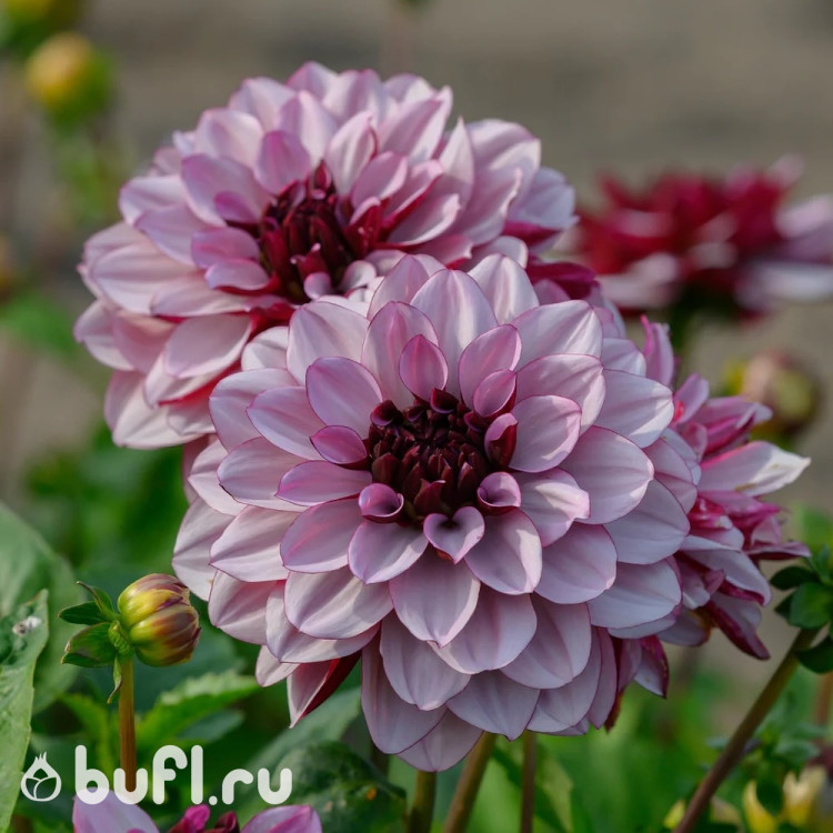 Георгин (Dahlia) Creme de Cassis 