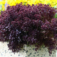 Базилик Purple Ball (семена 10 шт.) Базилик Purple Ball (семена 10 шт.)