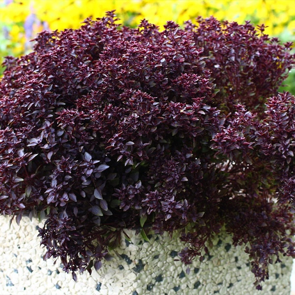 Базилик Purple Ball (семена 10 шт.) Базилик Purple Ball (семена 10 шт.)