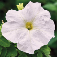Петуния Grandiflora White (семена 10 шт.)