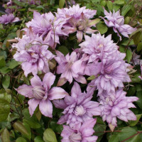 Клематис Mrs Spencer Castle