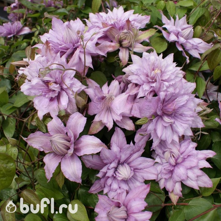 Клематис Mrs Spencer Castle