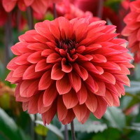 Георгин (Dahlia) Danique 