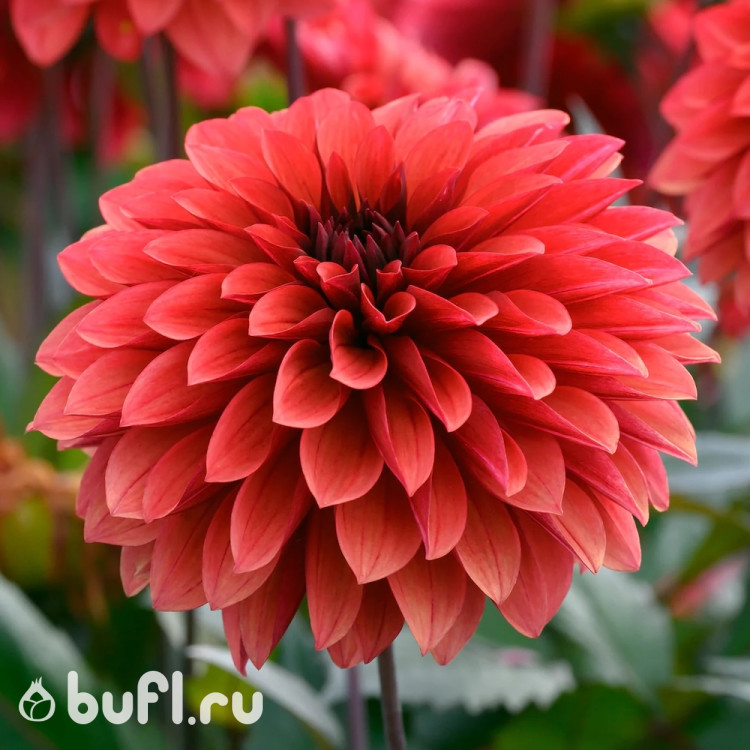 Георгин (Dahlia) Danique 