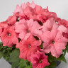 Петуния Grandiflora Salmon (семена 10 шт.)