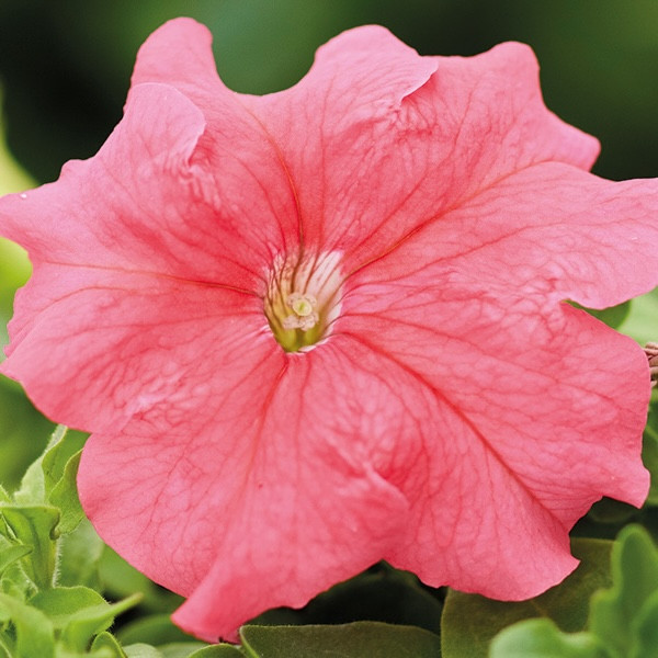 Петуния Grandiflora Salmon (семена 10 шт.)