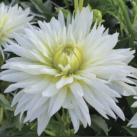 Георгин (Dahlia) Birgitt