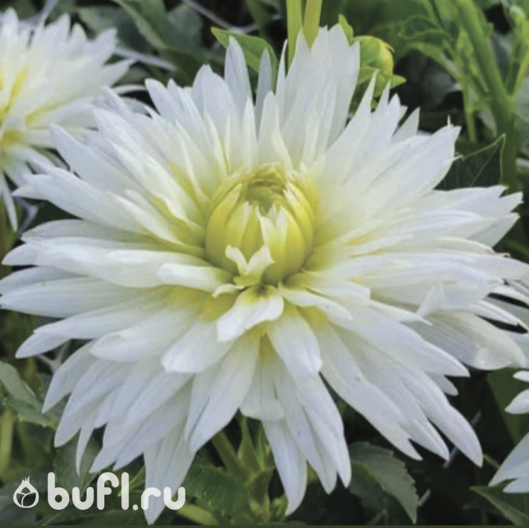 Георгин (Dahlia) Birgitt