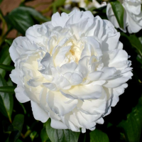 Пион Amalia Olson