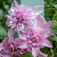 Клематис Multi Pink