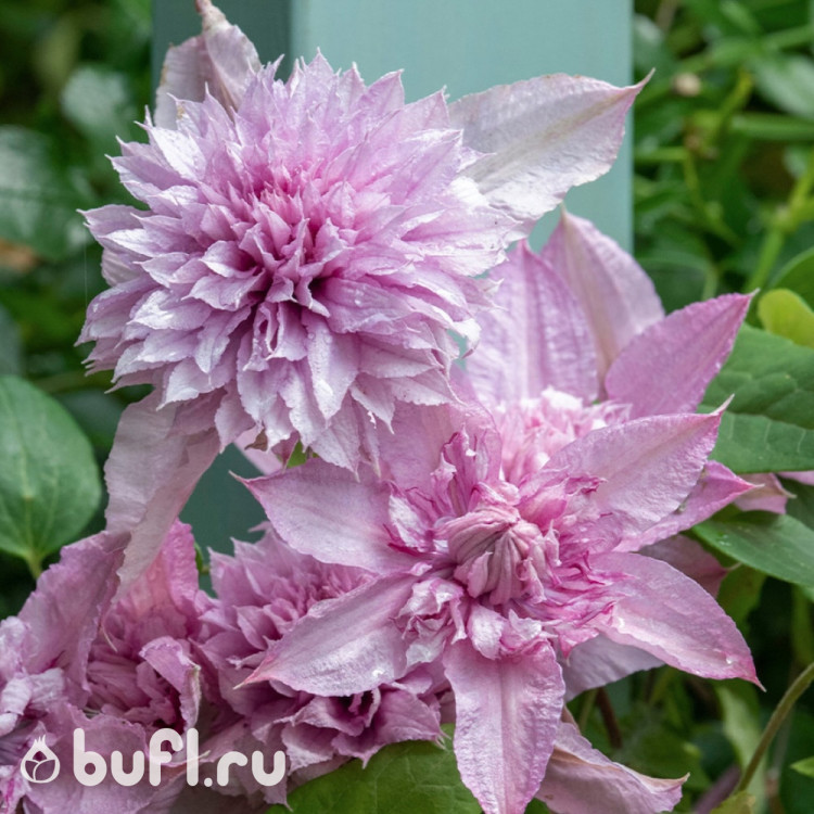 Клематис Multi Pink