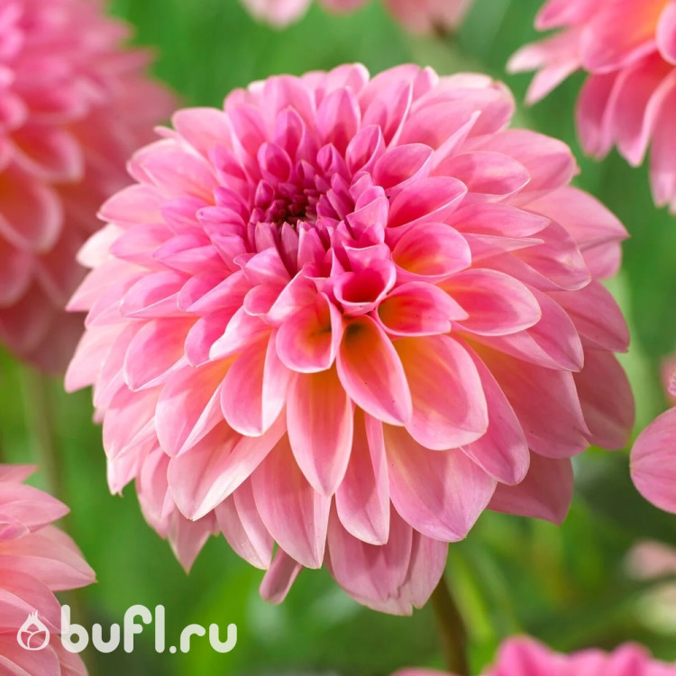 Георгин (Dahlia) Esli Георгин (Dahlia) Esli