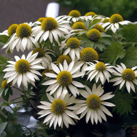 Эхинацея purpurea Primadonna White (семена 10 шт.)