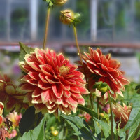 Георгин (Dahlia) Caballero