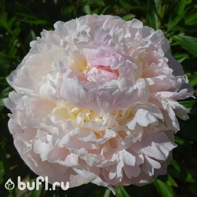 Пион Blush Queen