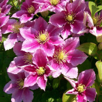 Клематис Piilu