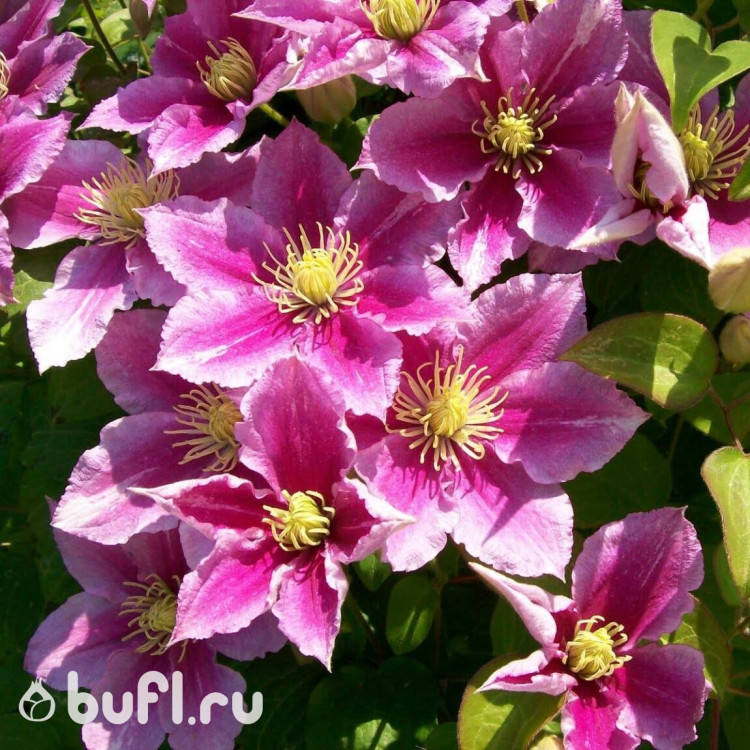 Клематис Piilu