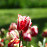 Луковицы тюльпанов Estella Rijnveld