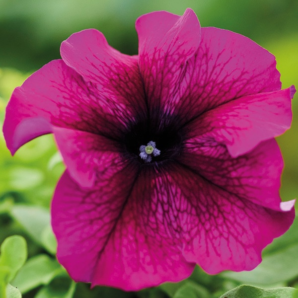 Петуния Grandiflora Burgundy (семена 10 шт.)