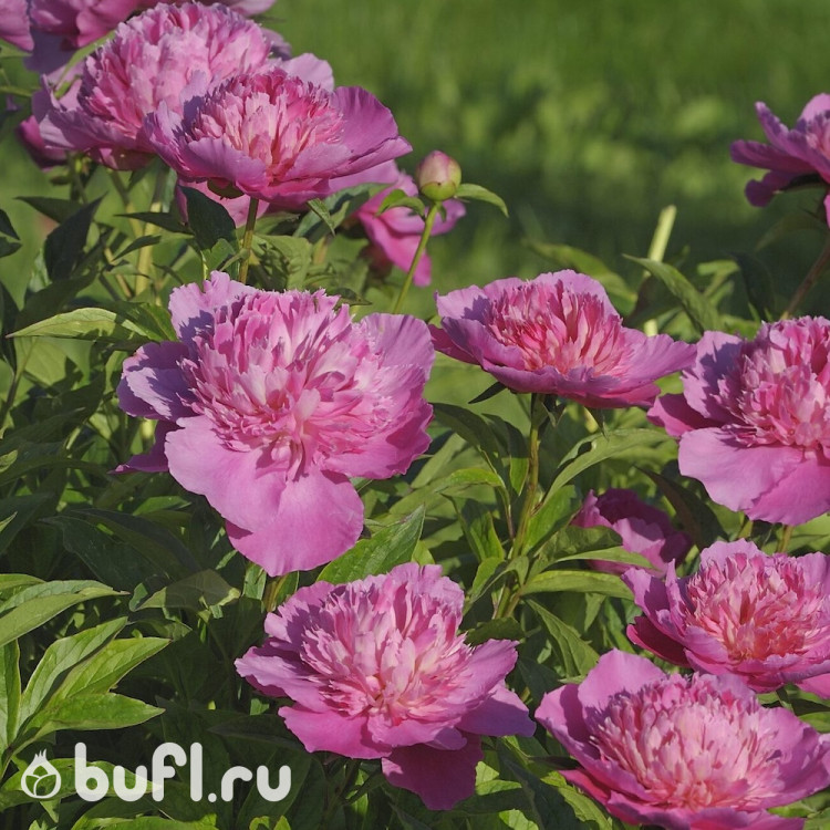 Пион Bouquet Perfect