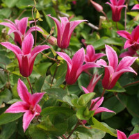 Клематис Princess Diana