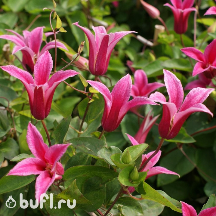 Клематис Princess Diana