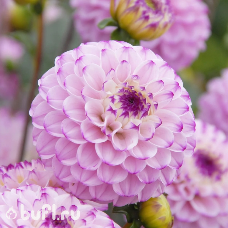 Георгин (Dahlia) Genova