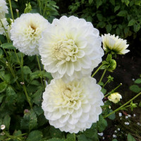 Георгин (Dahlia) Gitt's Attention