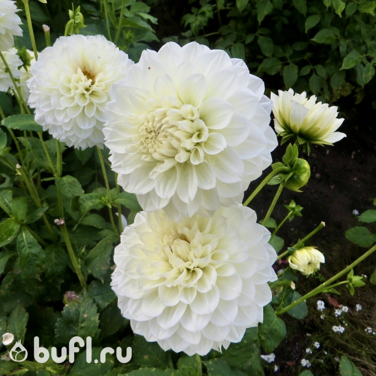 Георгин (Dahlia) Gitt's Attention