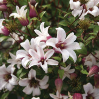 Клематис Princess Kate