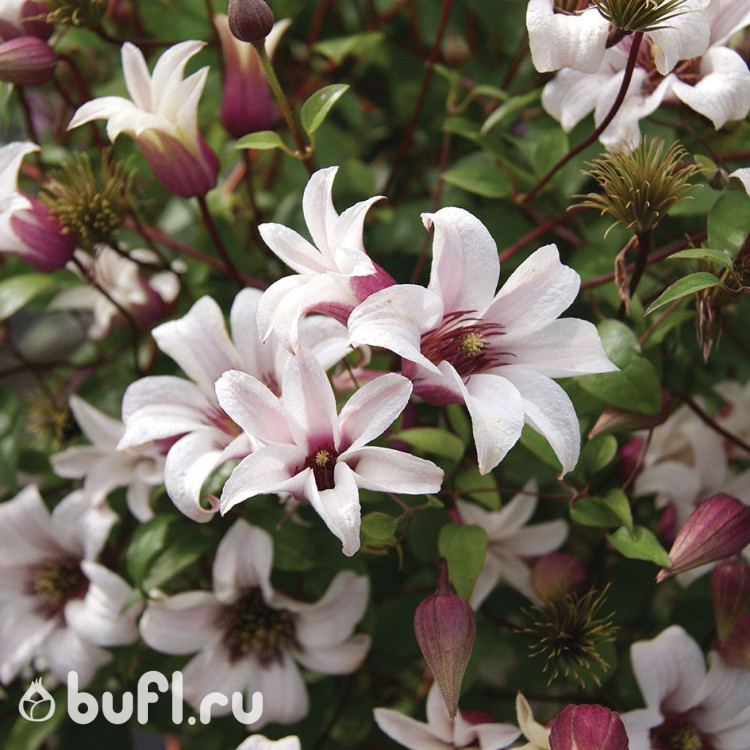 Клематис Princess Kate