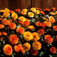 Календула Bon Bon Mix (семена 10 шт.)