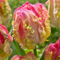 Луковицы тюльпанов Weber's Parrot 10 шт.