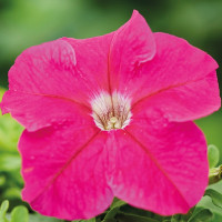 Петуния Grandiflora Rose (семена 10 шт.)