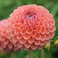 Георгин (Dahlia) Jowey Nicky