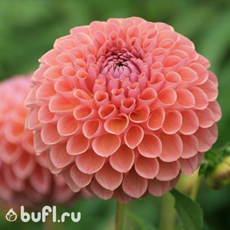 Георгин (Dahlia) Jowey Nicky