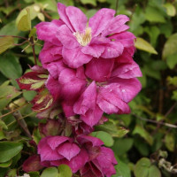 Клематис Red Star