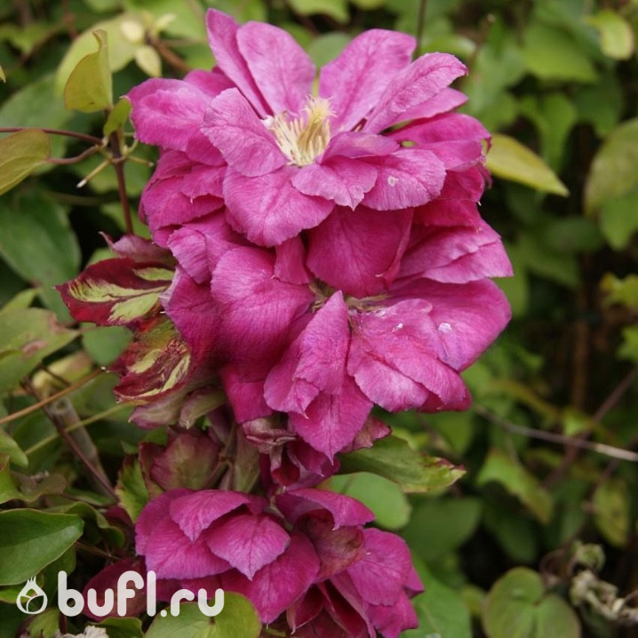 Клематис Red Star