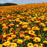 Календула Touch of Red Mix (семена 10 шт.) Календула Touch of Red Mix (семена 10 шт.)