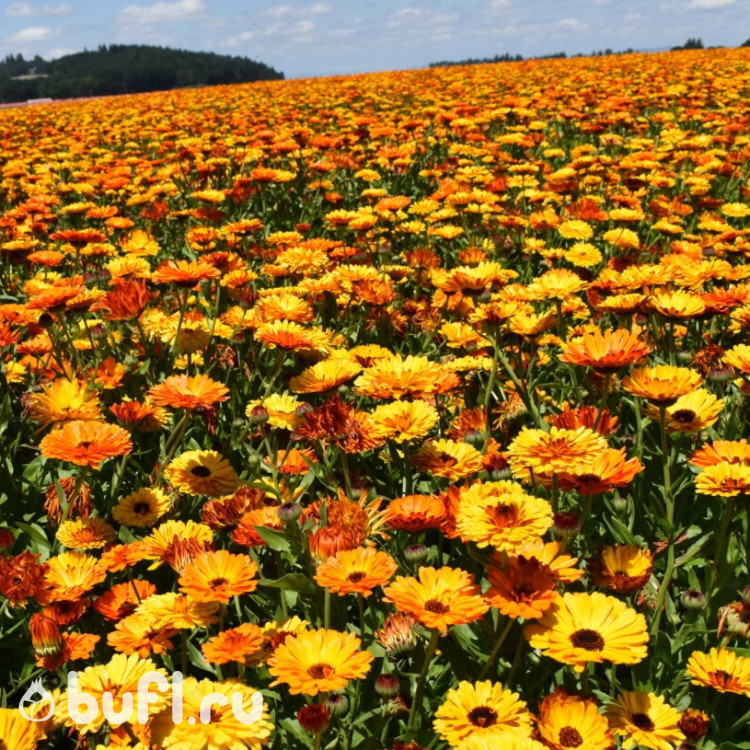 Календула Touch of Red Mix (семена 10 шт.) Календула Touch of Red Mix (семена 10 шт.)