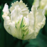 Луковицы тюльпанов White Parrot
