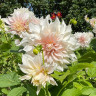 Георгин (Dahlia) Cafe au lait Георгин (Dahlia) Cafe au lait