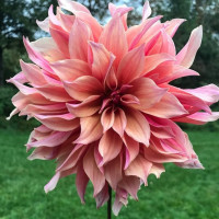 Георгин (Dahlia) Labyrinth