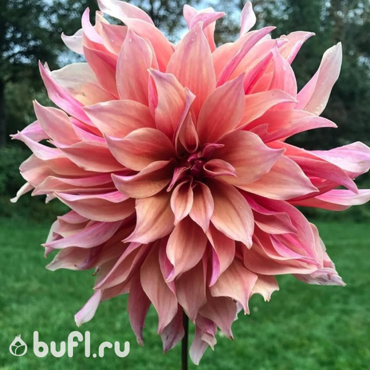 Георгин (Dahlia) Labyrinth
