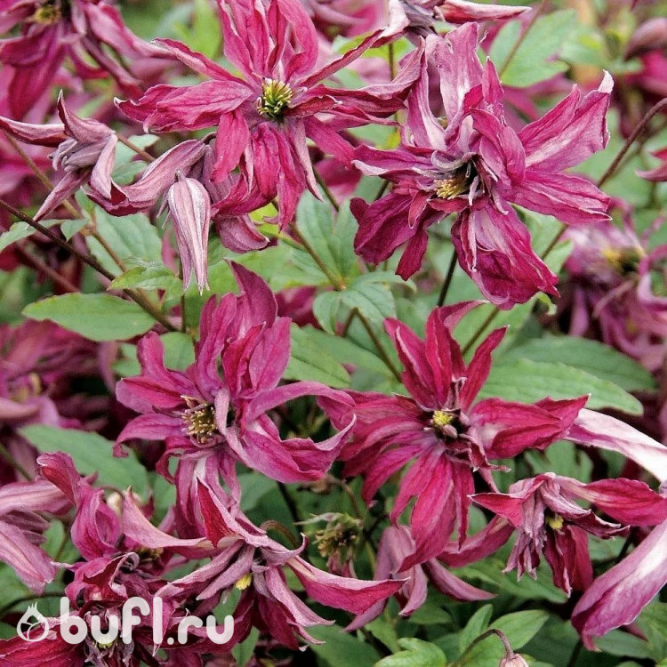 Клематис Rosalyn